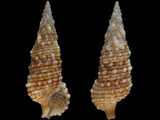 Cerithium lissum