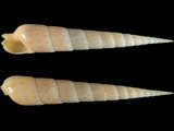 Variation28372