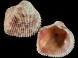 Ctenocardia fornicata