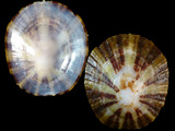 Variation28378