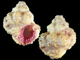 Bursa rhodostoma