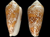 Variation48418