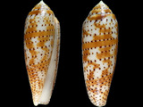 Conus nussatella