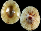 Variation28426