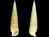 Rhinoclavis fasciata