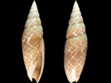 Scabricola fissurata