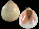 Variation38443