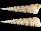 Turritella maculata