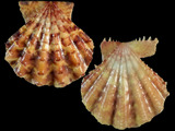 Mirapecten yaroni