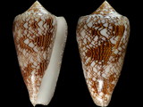 Conus textile neovicarius