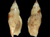 Variation38476