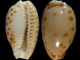 Cypraea macandrewi