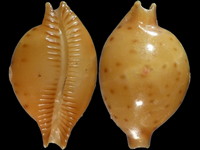 Variation28483