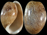 Variation48490