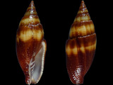 Strigatella fasciolaris