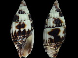 Vexillum depexum