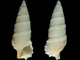 Cerithium citrinum