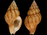 Variation28515