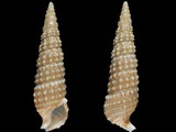 Variation48518