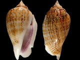 Gibberulus gibberulus