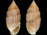 Variation28525
