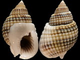 Nassarius gemmuliferus