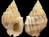 Nassarius horridus