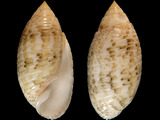 Pupa sulcata