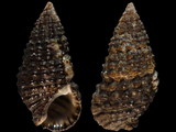 Clypeomorus concisus