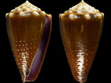 Conus sanguinolentus