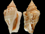 Canarium ochroglottis