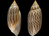 Variation38561