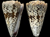 Variation48568