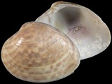 Macrocallista maculata