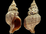 Lenitrophon convexus