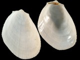 Variation18579