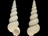 Boreoscala zelebori