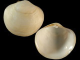 Diplodonta globus