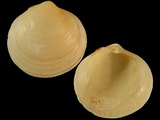 Felaniella zelandica