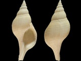 Aeneator otagoensis