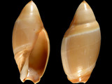 Amalda mucronata