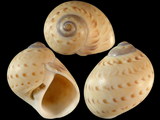 Tanea zelandica