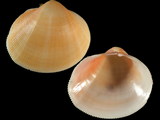 Nemocardium pulchellum