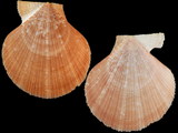 Talochlamys gemmulata