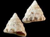 Tectus triserialis