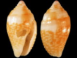 Pyrene splendidula