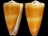 Conus planorbis