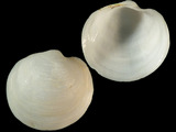 Variation38657