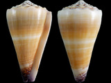 Conus distans