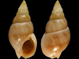 Nassarius comptus